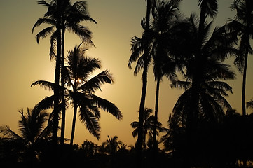 Image showing Whispering Palm Trees