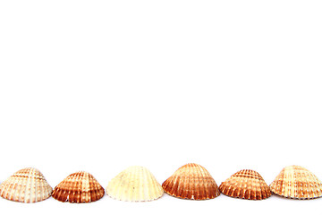 Image showing Shells