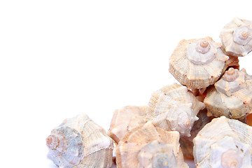 Image showing Shells