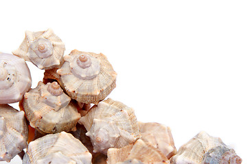 Image showing Shells