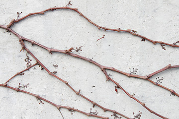 Image showing Climber on concrete wall