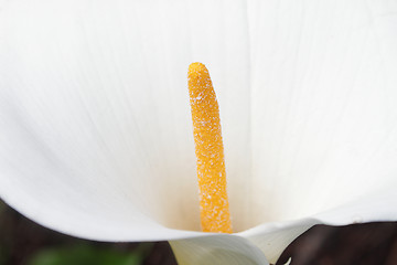 Image showing Closeup of white calla