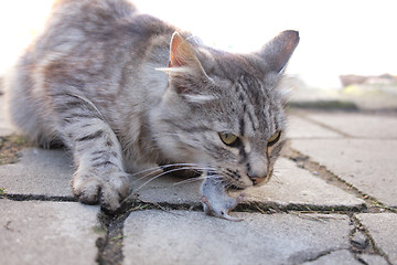 Image showing cat and her mouse