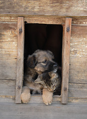 Image showing cat and dog valentine day