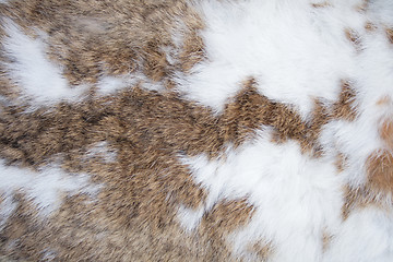 Image showing rabbit skin texture