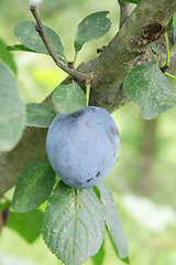 Image showing plum