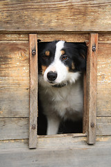 Image showing dog and his home
