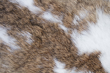 Image showing rabbit skin texture