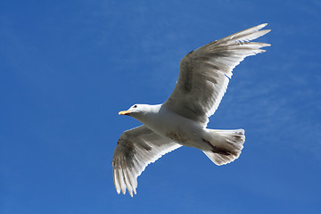 Image showing Sea-gull Flying