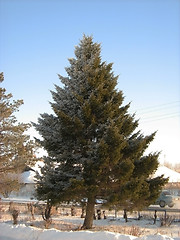 Image showing Fur-tree