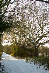 Image showing Winter Walk