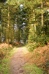 Image showing Winter woodland walk