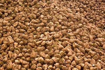 Image showing Sugar Beet to go