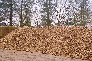 Image showing Sugar Beet mountain