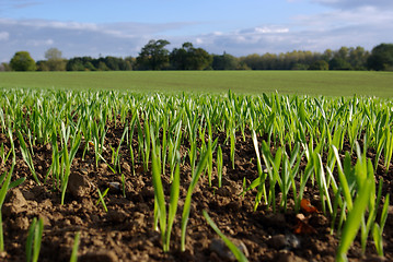 Image showing Young Autumn Shoots 2