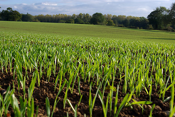 Image showing Young Autumn Shoots 3