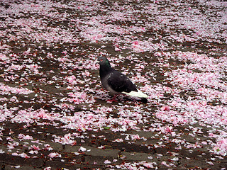 Image showing Alone In Spring