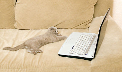 Image showing cat and laptop