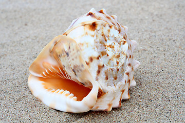 Image showing Shell