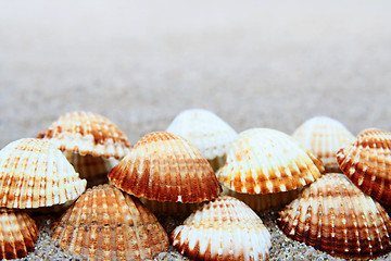 Image showing Shell