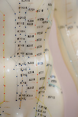 Image showing Acupuncture Model Torso