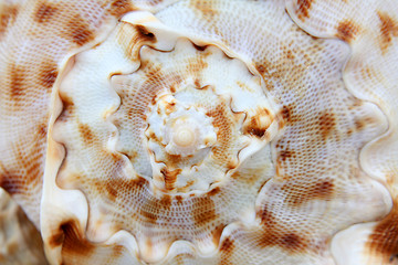 Image showing Shell