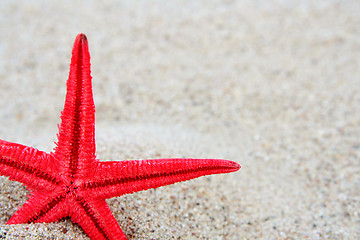 Image showing Starfish