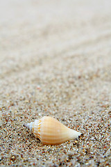 Image showing Shell