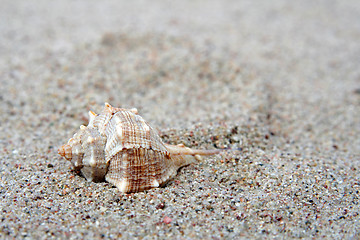 Image showing Shell