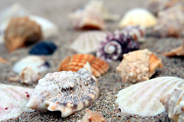 Image showing Shell