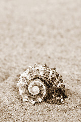 Image showing Shells