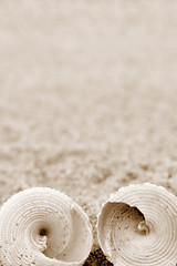 Image showing Shells