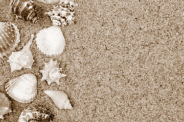 Image showing Shells