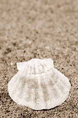 Image showing Shells