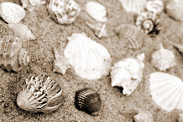 Image showing Shells