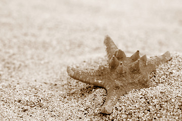 Image showing Starfish