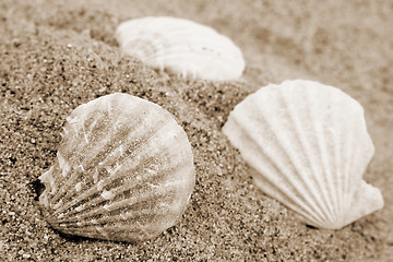 Image showing Shells