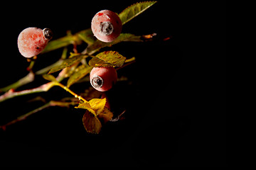 Image showing Rose hips