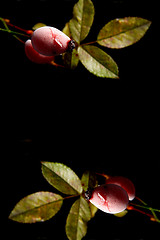 Image showing Rose hips