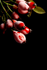 Image showing Rose hips