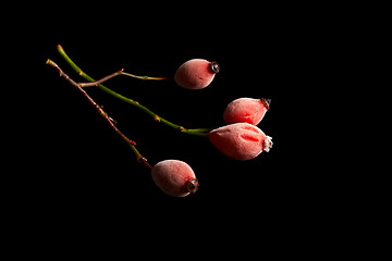 Image showing Rose hips