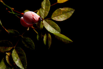 Image showing Rose hips