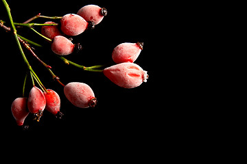 Image showing Rose hips