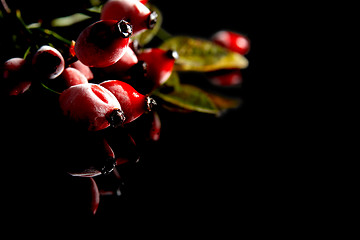 Image showing Rose hips