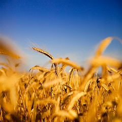 Image showing Wheat field