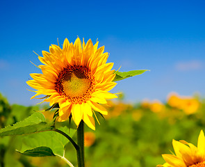 Image showing Sunflowers