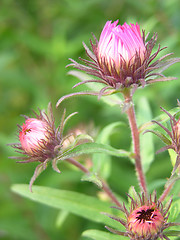 Image showing Flower