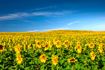 Image showing Sunflowers meadow