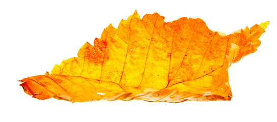 Image showing autumn wilting leaf