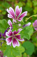 Image showing Geranium